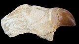 Bargain, Rooted Mosasaur (Halisaurus?) Tooth #43186-1
